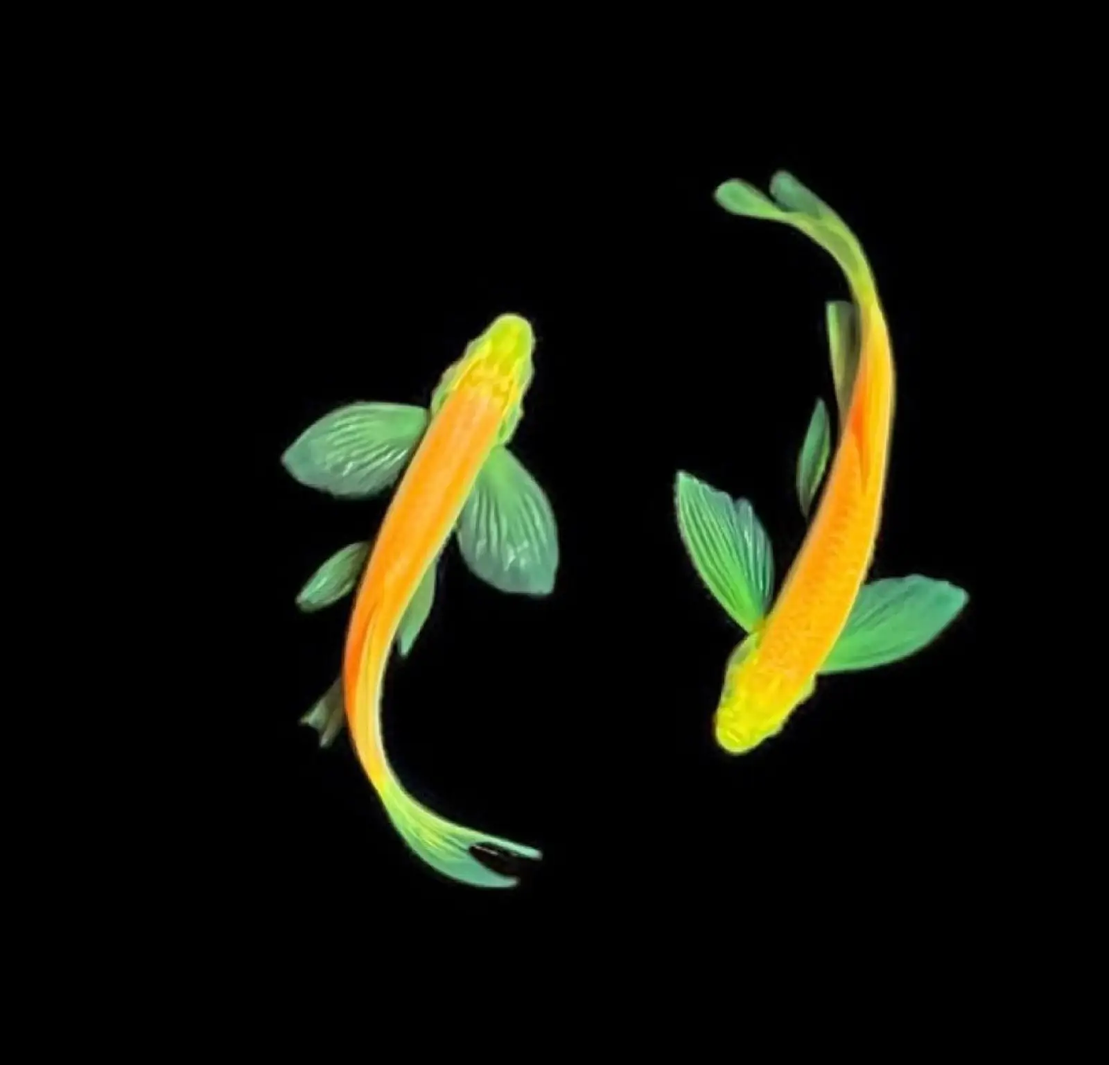 Tropical Fish