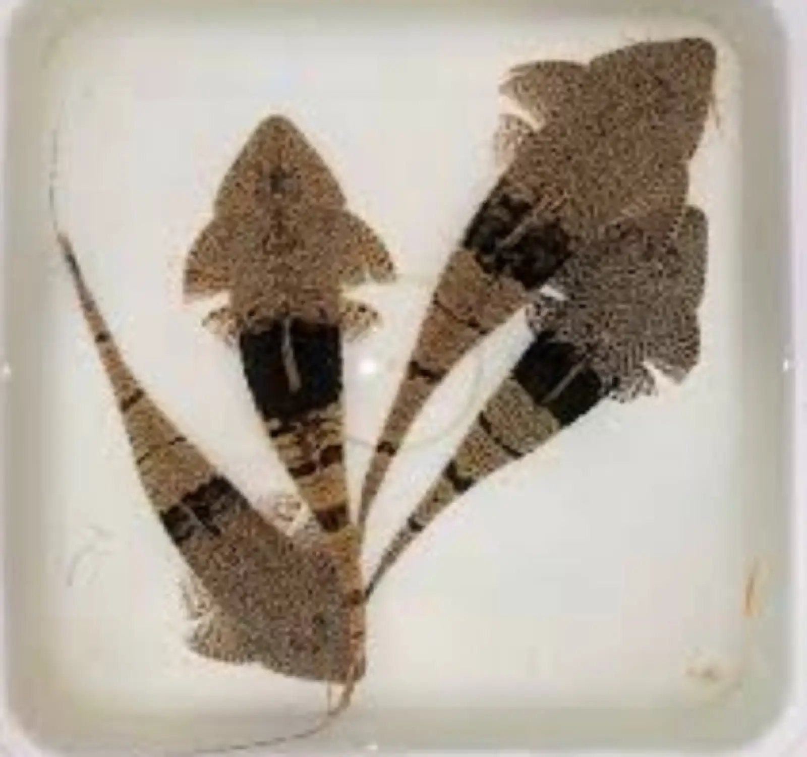 Plecos